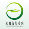 云赏信阳毛尖最新版